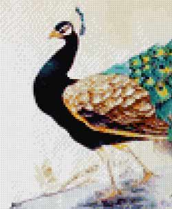 Peacock cross-stitch